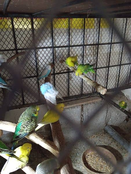 Australian Healthy budgies pair 3