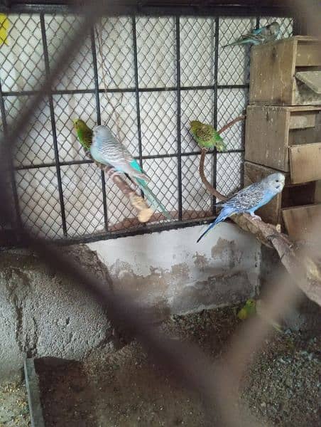 Australian Healthy budgies pair 4