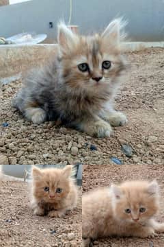 Persian kittens