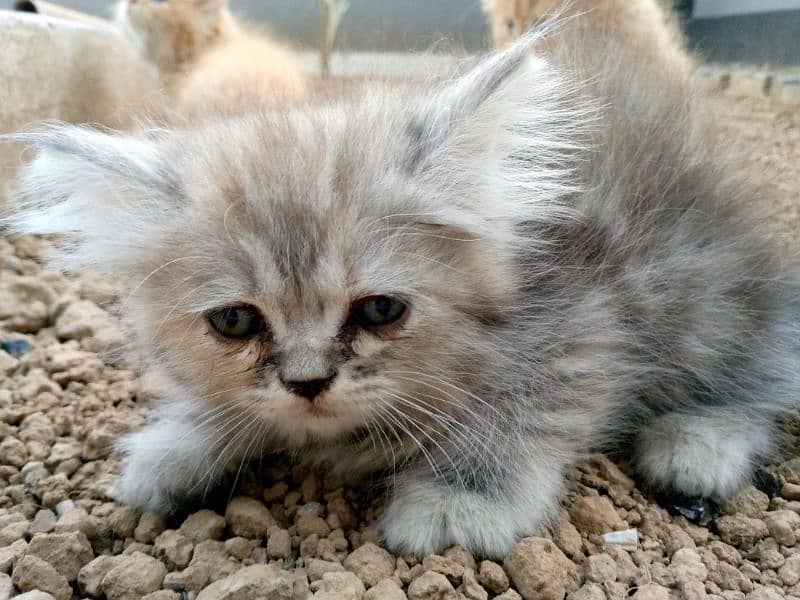 Persian kittens 1