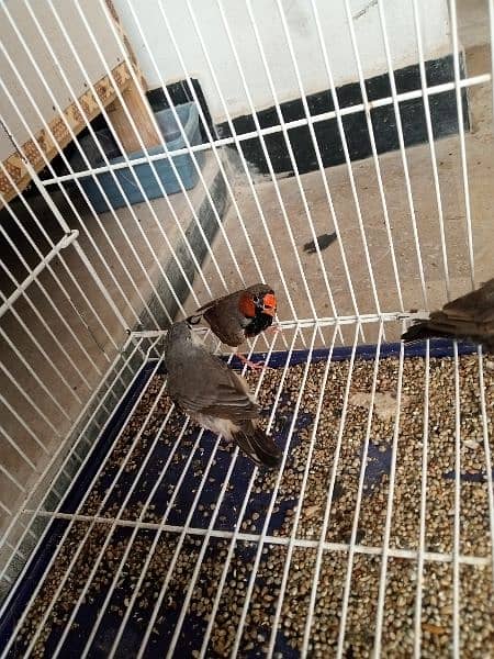 Finch mutation for sale 3