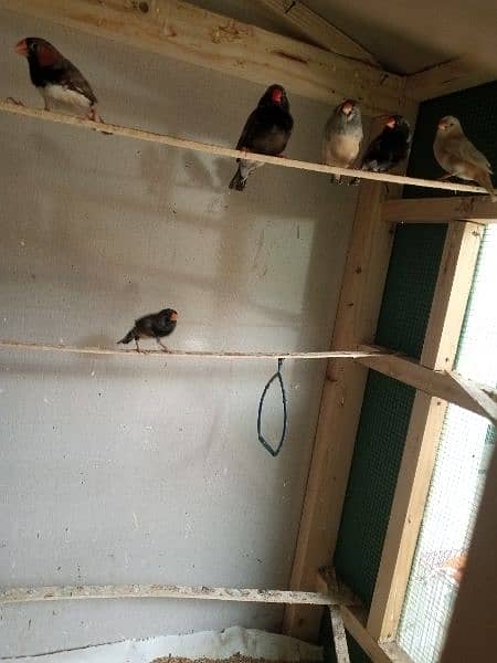 Finch mutation for sale 4