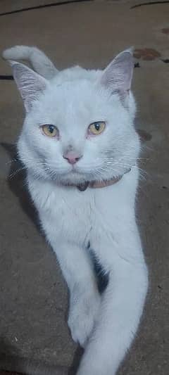 Russian cat available