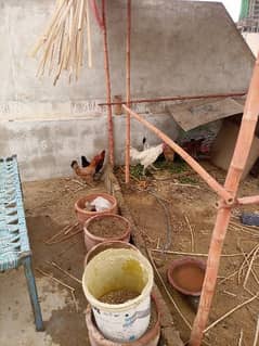 ایک مصری مرغا اور اس کے ساتھ چار انڈے دینے والی مرغیاں