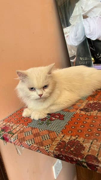 White breed Vaccinated Clean Cat Urgent Sale 1