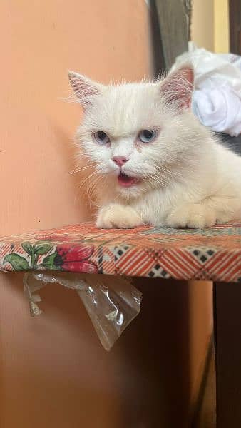 White breed Vaccinated Clean Cat Urgent Sale 2