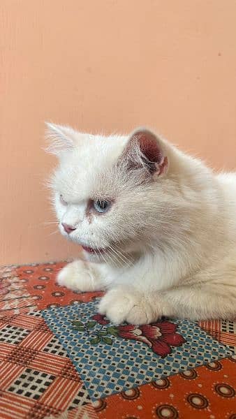 White breed Vaccinated Clean Cat Urgent Sale 7