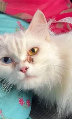 Adult 10 ‘month age odd eyes Female Persian Kitten 0