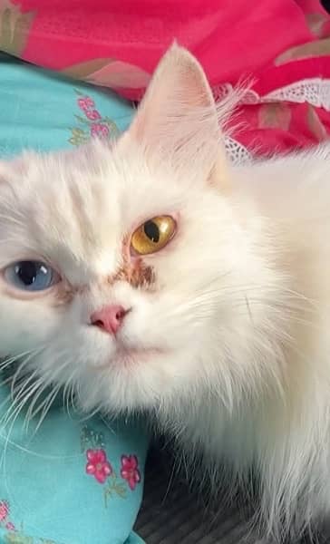 Adult 10 ‘month age odd eyes Female Persian Kitten 0
