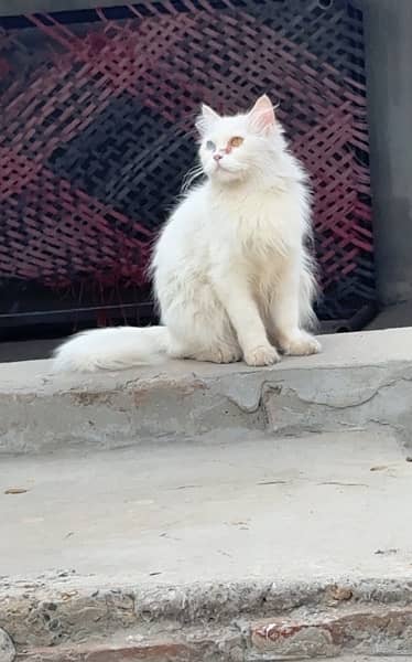 Adult 10 ‘month age odd eyes Female Persian Kitten 1