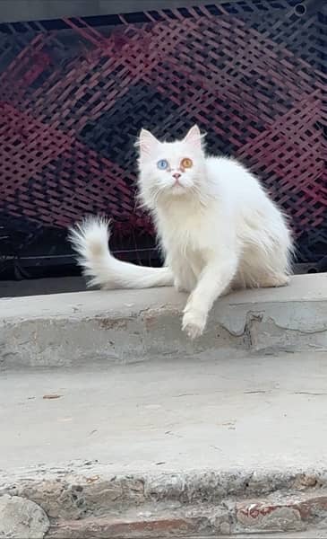Adult 10 ‘month age odd eyes Female Persian Kitten 3