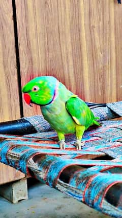 ringneck parrot 0