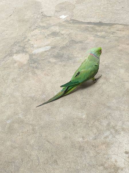 ringneck parrot 3