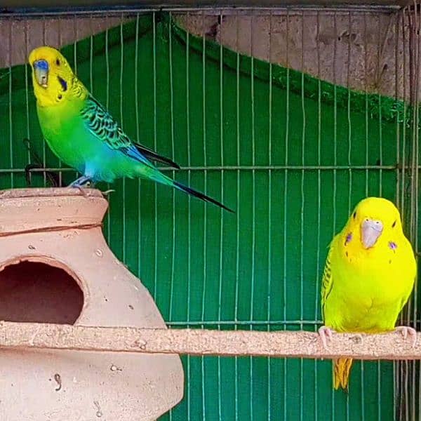 budgies full active and healthy pair available Masha Allah. 1