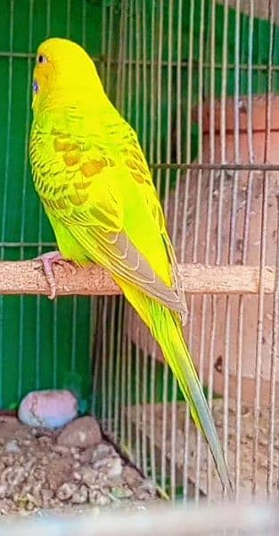 budgies full active and healthy pair available Masha Allah. 2