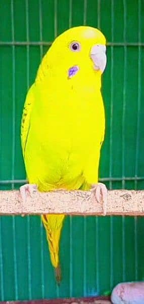 budgies full active and healthy pair available Masha Allah. 3