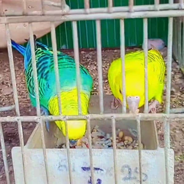 budgies full active and healthy pair available Masha Allah. 6