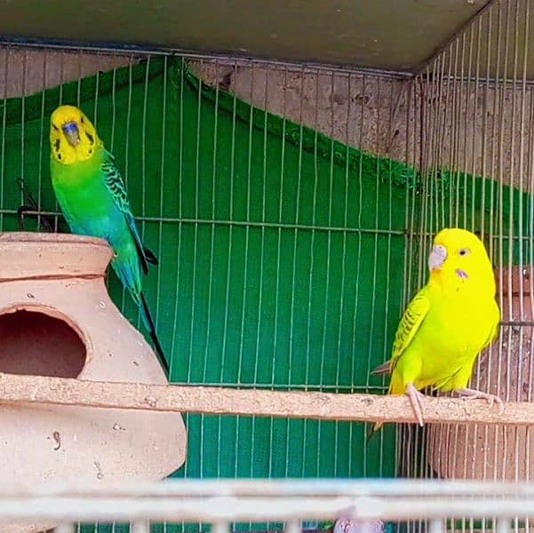 budgies full active and healthy pair available Masha Allah. 7