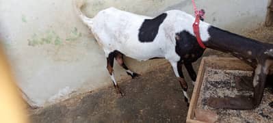 Goat For Sale With babi