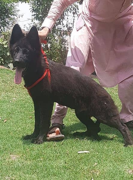 black beuty German Shepherd show quality puppy for sale 1