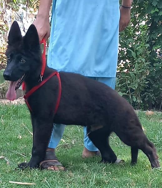 black beuty German Shepherd show quality puppy for sale 2