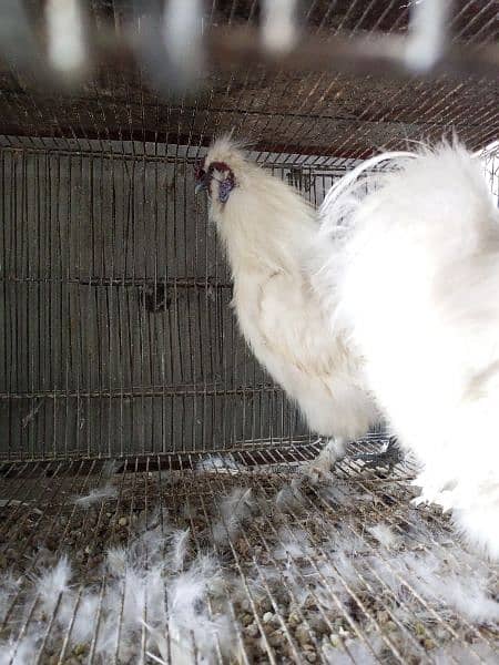 White silkie hen 5