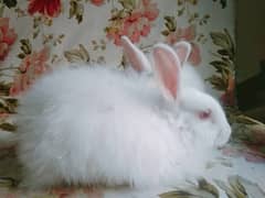 angora