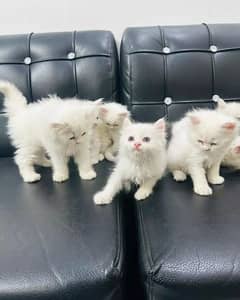 Persian triple Coart kitten what's app 03217301906