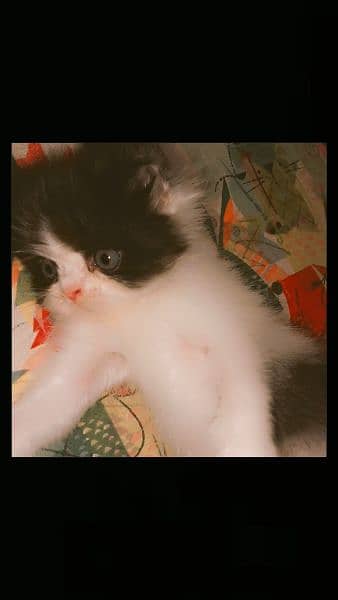 bi colour female kitten. ! 0