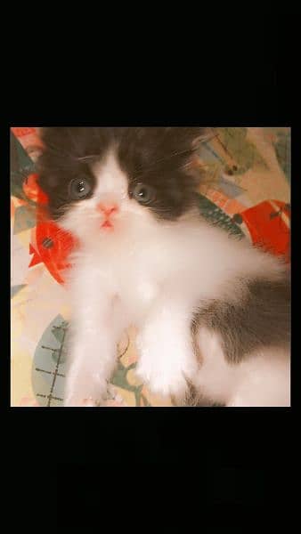 bi colour female kitten. ! 2