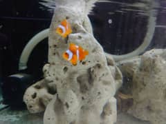 clownfish complete setup for sale read ad