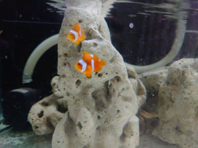 clownfish complete setup for sale read ad 0