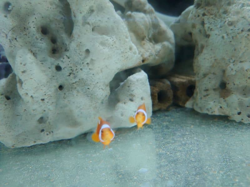 clownfish complete setup for sale read ad 1