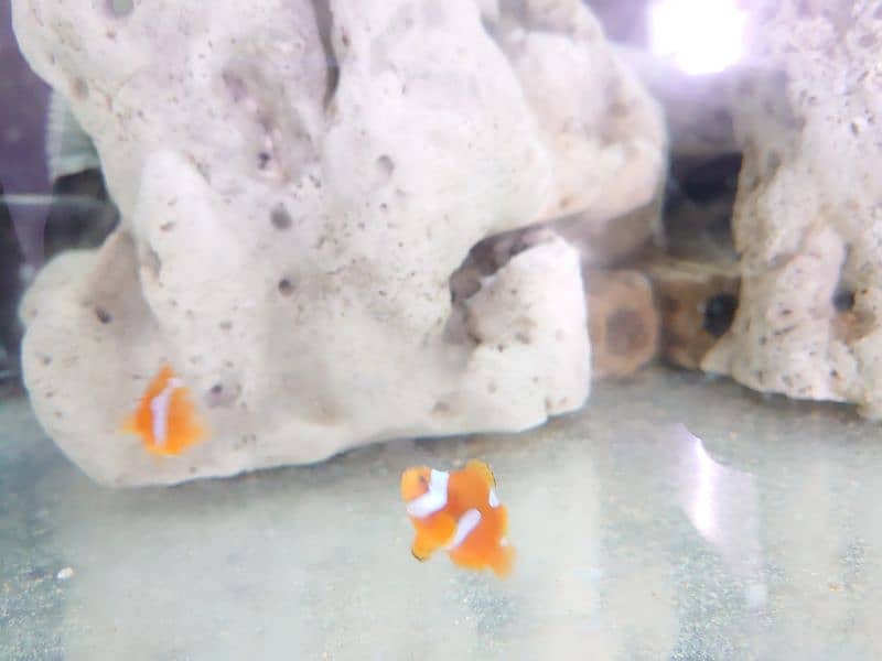 clownfish complete setup for sale read ad 2