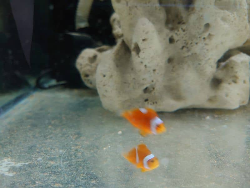 clownfish complete setup for sale read ad 3