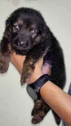 Long cort German shepherd female puppy for sale