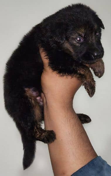 Long cort German shepherd female puppy for sale 1