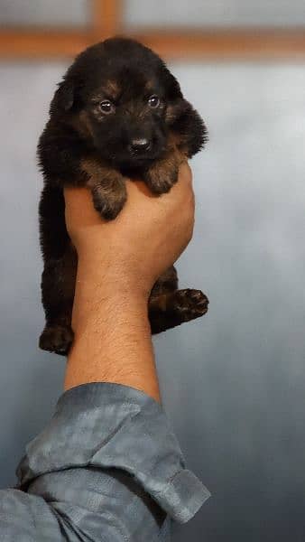 Long cort German shepherd female puppy for sale 2