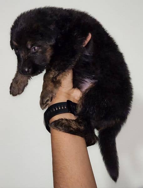 Long cort German shepherd female puppy for sale 3
