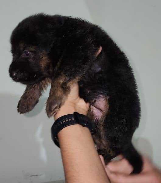 Long cort German shepherd female puppy for sale 4