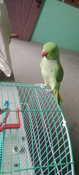 parrot pahari 2