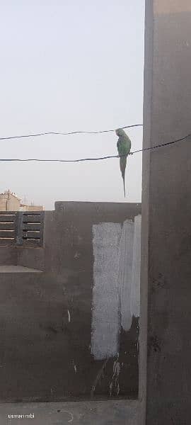 parrot pahari 7