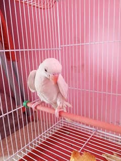 white ringneck 4month age