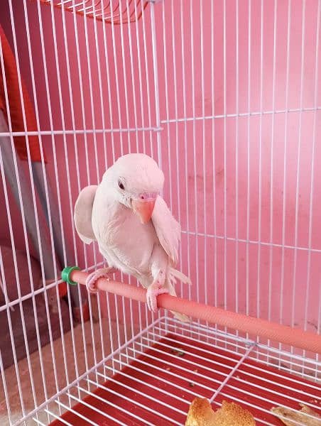 white ringneck 4month age 0