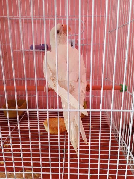 white ringneck 4month age 1