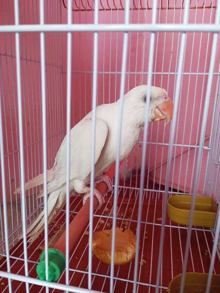 white ringneck 4month age 2