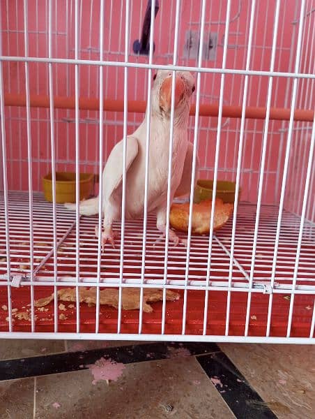 white ringneck 4month age 3