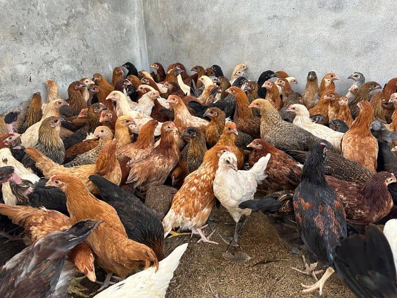 golden misri desi hens Chuza Chuzi patha pathia available Age 3months 0