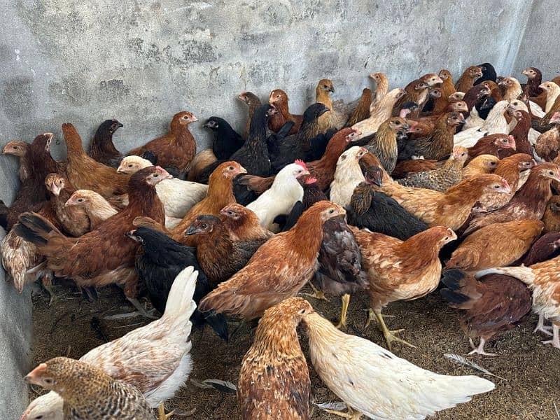 golden misri desi hens Chuza Chuzi patha pathia available Age 3months 1