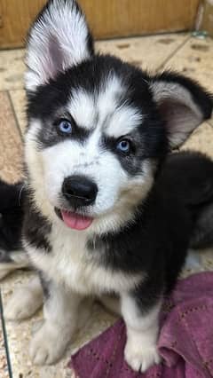 husky puppies for sale female